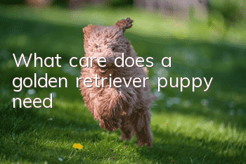 What care does a golden retriever puppy need?