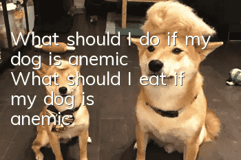 What should I do if my dog is anemic? What should I eat if my dog is anemic?