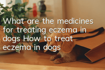 What are the medicines for treating eczema in dogs? How to treat eczema in dogs