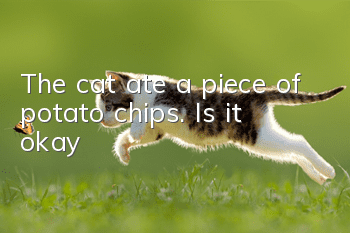 The cat ate a piece of potato chips. Is it okay?