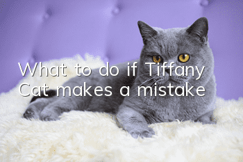 What to do if Tiffany Cat makes a mistake
