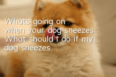 What's going on when your dog sneezes? What should I do if my dog sneezes?