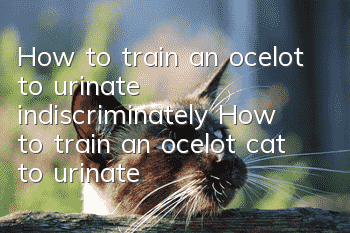 How to train an ocelot to urinate indiscriminately? How to train an ocelot cat to urinate indiscriminately?