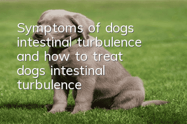 Symptoms of dog's intestinal turbulence and how to treat dog's intestinal turbulence?