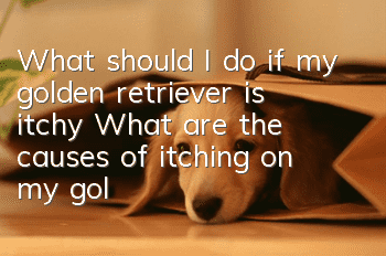 What should I do if my golden retriever is itchy? What are the causes of itching on my golden retriever?
