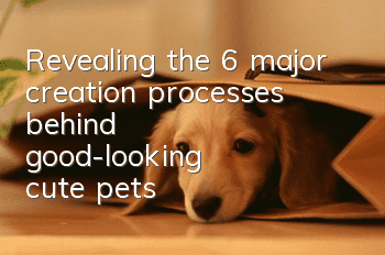 Revealing the 6 major creation processes behind “good-looking” cute pets