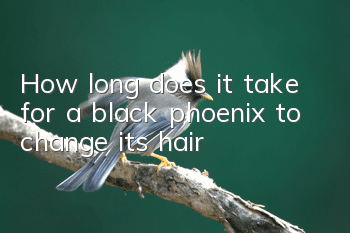 How long does it take for a black phoenix to change its hair?