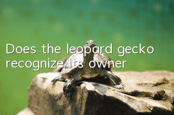 Does the leopard gecko recognize its owner?