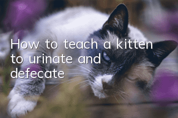 How to teach a kitten to urinate and defecate
