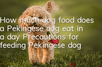 How much dog food does a Pekingese dog eat in a day? Precautions for feeding Pekingese dogs