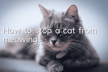 How to stop a cat from meowing