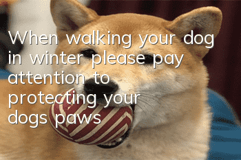 When walking your dog in winter, please pay attention to protecting your dog’s paws