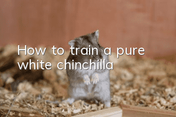 How to train a pure white chinchilla
