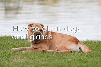 How to clean dog’s anal glands