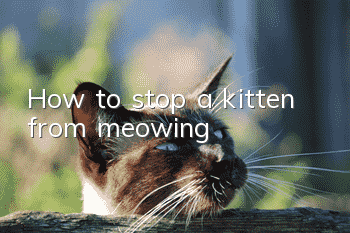 How to stop a kitten from meowing