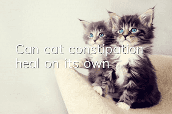 Can cat constipation heal on its own?