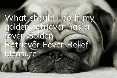 What should I do if my golden retriever has a fever? Golden Retriever Fever Relief Measures