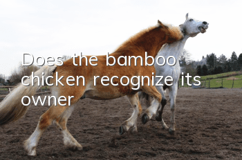 Does the bamboo chicken recognize its owner?
