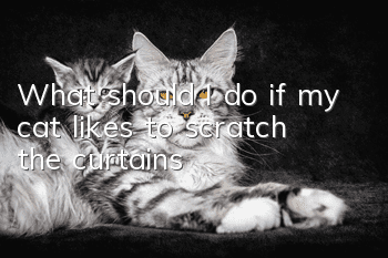What should I do if my cat likes to scratch the curtains?