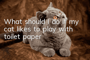 What should I do if my cat likes to play with toilet paper?