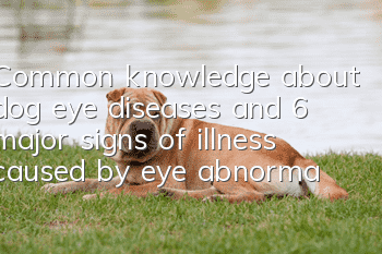 Common knowledge about dog eye diseases and 6 major signs of illness caused by eye abnormalities!