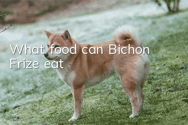 What food can Bichon Frize eat?