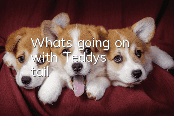 What's going on with Teddy's tail?