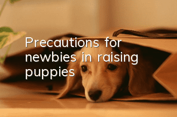 Precautions for newbies in raising puppies