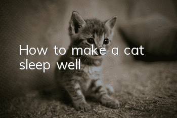 How to make a cat sleep well