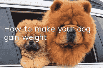 How to make your dog gain weight