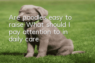 Are poodles easy to raise? What should I pay attention to in daily care?