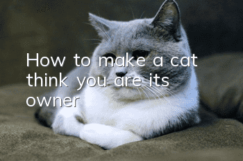How to make a cat think you are its owner