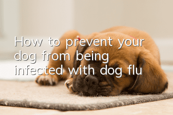 How to prevent your dog from being infected with dog flu