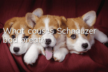 What causes Schnauzer bad breath?