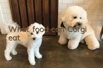 What food can Corgi eat?