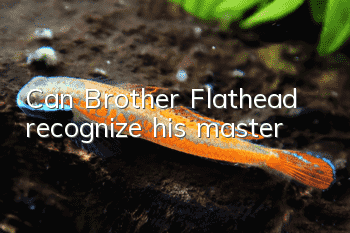 Can Brother Flathead recognize his master?