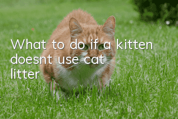 What to do if a kitten doesn’t use cat litter