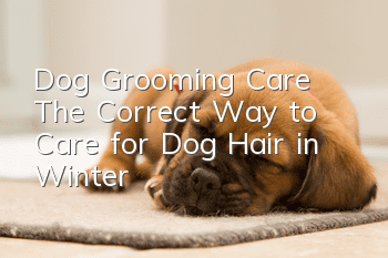 Dog Grooming Care | The Correct Way to Care for Dog Hair in Winter