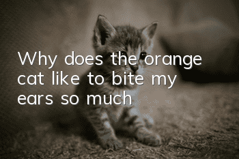 Why does the orange cat like to bite my ears so much?