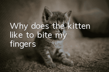 Why does the kitten like to bite my fingers?