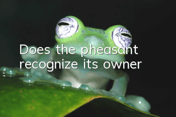 Does the pheasant recognize its owner?