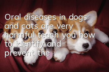 Oral diseases in dogs and cats are very harmful, teach you how to identify and prevent them!