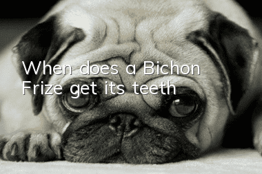 When does a Bichon Frize get its teeth?