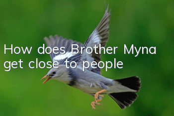 How does Brother Myna get close to people?