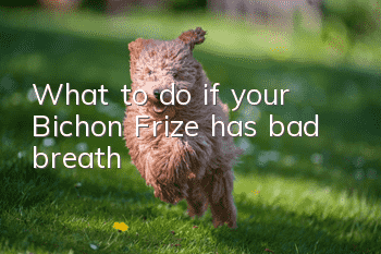 What to do if your Bichon Frize has bad breath
