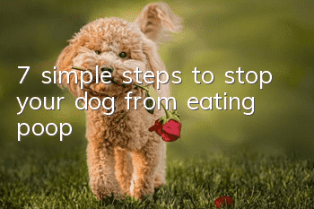 7 simple steps to stop your dog from eating poop!