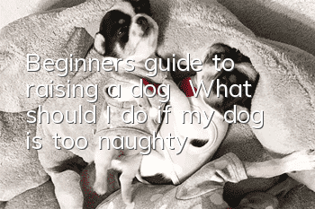 Beginner’s guide to raising a dog | What should I do if my dog is too naughty?