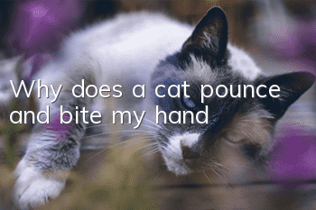 Why does a cat pounce and bite my hand?