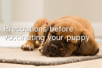 Precautions before vaccinating your puppy