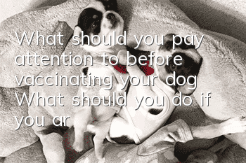 What should you pay attention to before vaccinating your dog? What should you do if you are allergic?